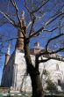 Tree and mosque