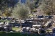 Olive trees