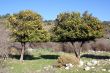 Orange trees