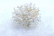 coral and snow