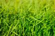 Green grass