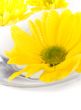 yellow flowers closeup