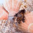 shells background