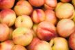 Nectarine