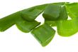 aloe vera - alternative therapy