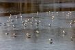 seagulls on pond ice