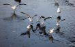 Seagulls in winter