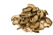 Gray pleurotus