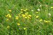 Meadow / Wild Flowers / summer background