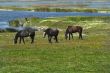 horses on the meadow