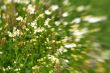 Meadow / Wild Flowers / summer background