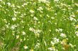 Meadow / Wild Flowers / summer background