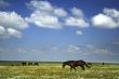 horses on the meadow