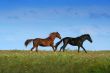 two horses on the meadow