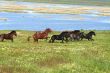 horses on the meadow