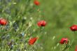 Poppy Field / Meadow  Flowers / summer background