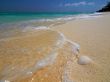 Shell on a tropical beach