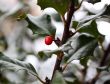 holly berry