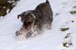 miniature schnauzer