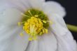 hellebore