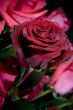 red roses bouquet