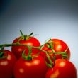 fresh tomatoes