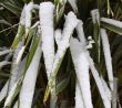 phormium