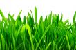 green grass