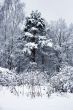 Snowy weather in the forest