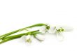 Snowdrops