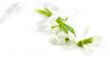 Bouquet of snowdrops