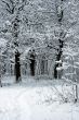 Winter Trees
