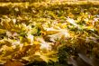 Fall