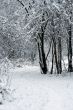White Snow