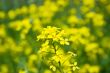 yellow flowers