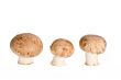 mushrooms