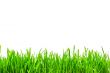 Fresh green grass