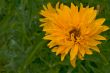 yellow flower