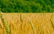 field of wheat
