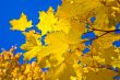 Maple leaves