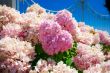 Heart made of flowers