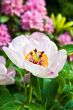 Beatiful flower