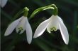 Snowdrop (Galanthus)