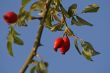rose hip