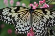 Rice Paper butterfly (Idea leuconoe)