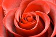 Lovely red rose