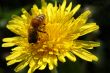 Bee on a Dandelion