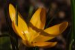 crocus