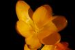 crocus