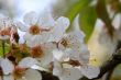 apple blossom